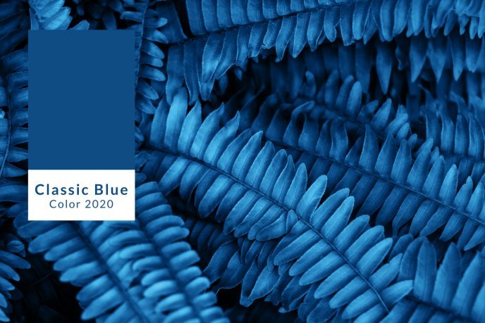 Cor do Ano 2020: PANTONE 19-4052 Classic Blue 28 Imagem com o tom de azul Classic Blue da Pantone - Escolhida como a cor do Ano em 2020.A imagem mostra uma planta ao fundo (samambaia) com tom de azul e uma placa mostrando o tom classic blue e um texto abaixo informando.