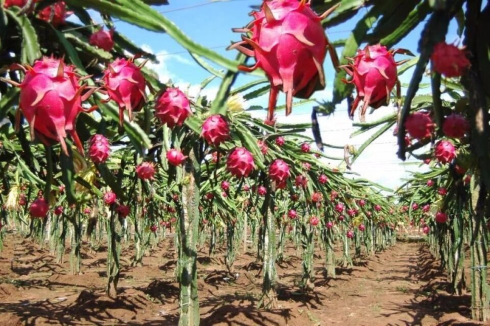 Beneficios da pitaya plantacao de pitaya
