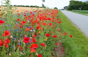 acostamento das estradas, com flores