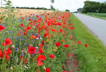 acostamento das estradas, com flores