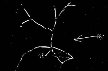 Um Olhar Criativo - Desenvolvendo Habilidades Inteligentes 28 imagem 02